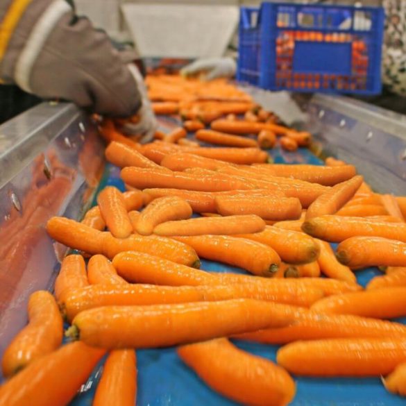Carrots at a Processing Facility